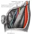 Ansicht von ventral.