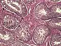 Histologisches Bild des Hodenparenchyms eines Ebers: 1 Lumen eines gewundenen Samenkanälchens2 Spermatiden3 Spermatozyten4 Spermatogonien5 Sertoli-Zellen6 Myofibroblasten7 Leydig-Zellen8 Kapillaren