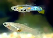 Guppy: unten Weibchen, oben Männchen mit Gonopodium