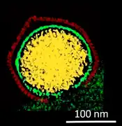 Kryo-EM-Querschnitt eines Kapsids von PBCV-1, das gerade seine DNA in die Wirtszelle freisetzt.