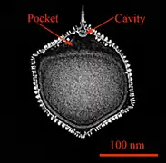 Kryo-EM-Querschnitt eines Kapsids von PBCV-1. Zwischen der inneren Membran und dem einzigen Scheitelpunkt (Vertex) befindet sich eine Tasche und am Boden des Spikes ein Hohlraum.