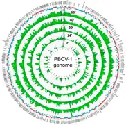 Genomkarte von PBCV-1.