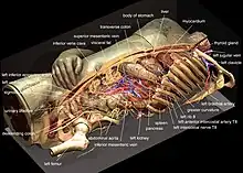 Rekonstruktion der inneren Organe des Visible Human