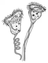 Schemazeichnung von Vorticella spec.