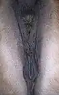 Anus, Damm und Vulva eines Pferdes (Haflinger-Stute)