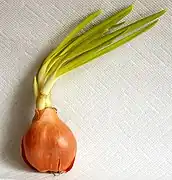 Zwiebel