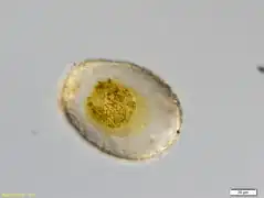 H. picta