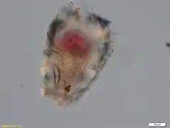 H. sabauda
