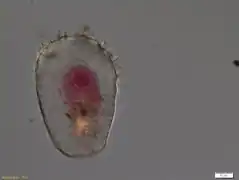 H. sylvytica
