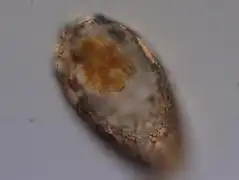 H. cyclostoma